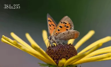 Borboleta polinizando margarida do campo.