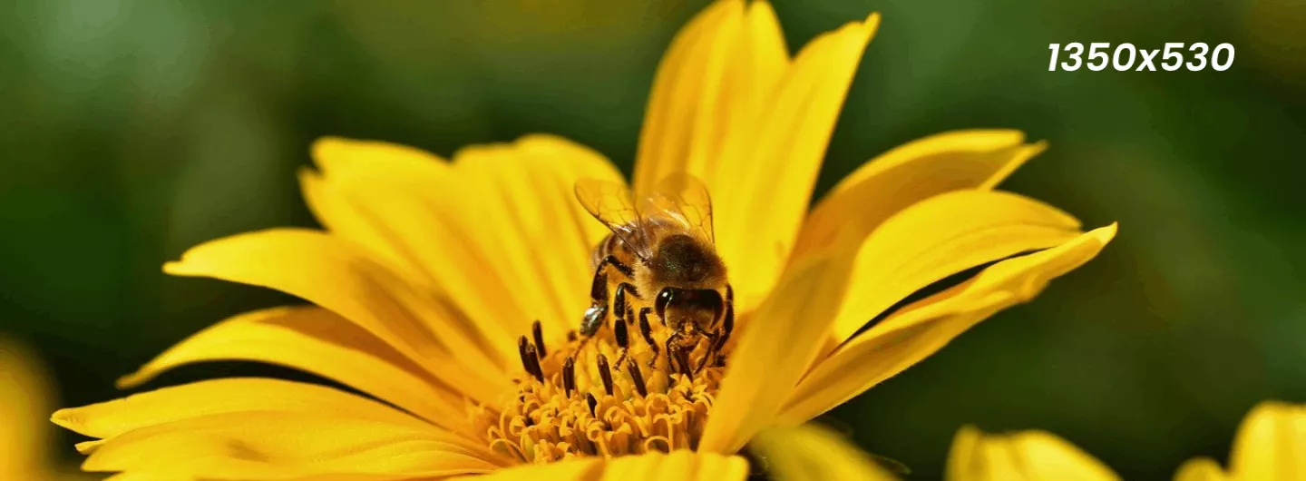 Abelha polinizando uma margarida do campo.