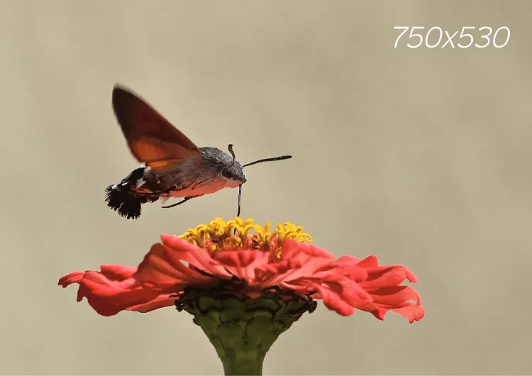 Borboleta sugando seiva